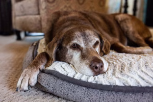 A dog in a basket | A&M Removals