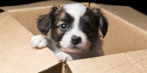 A puppy in a box | A&M Removals